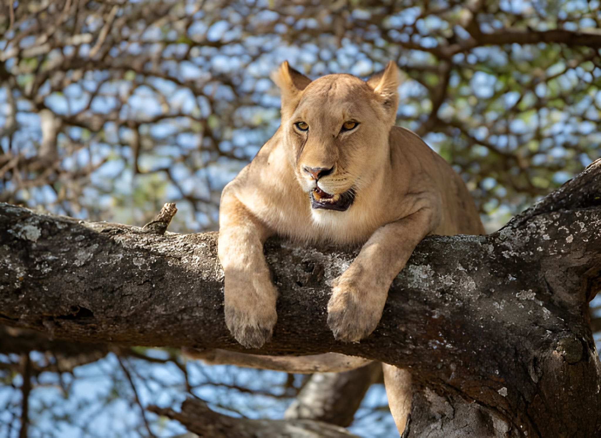 Lake Manyara Tree Climbing Lions Safari
