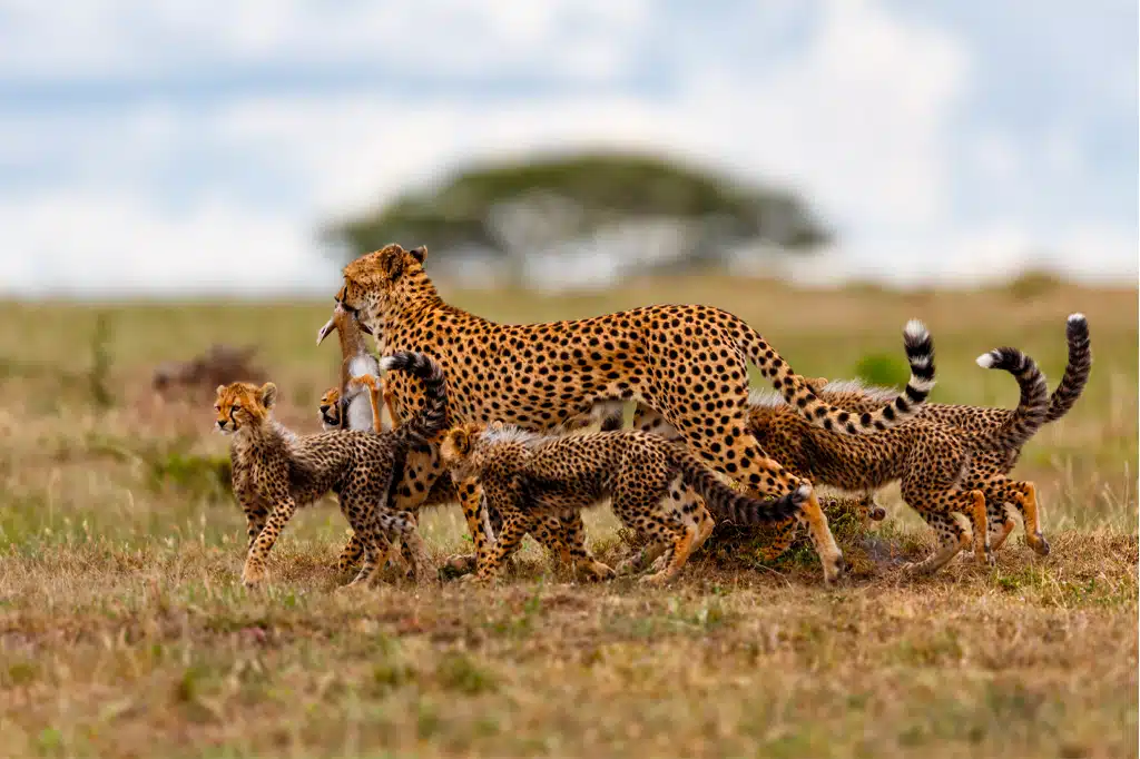Serengeti National Park