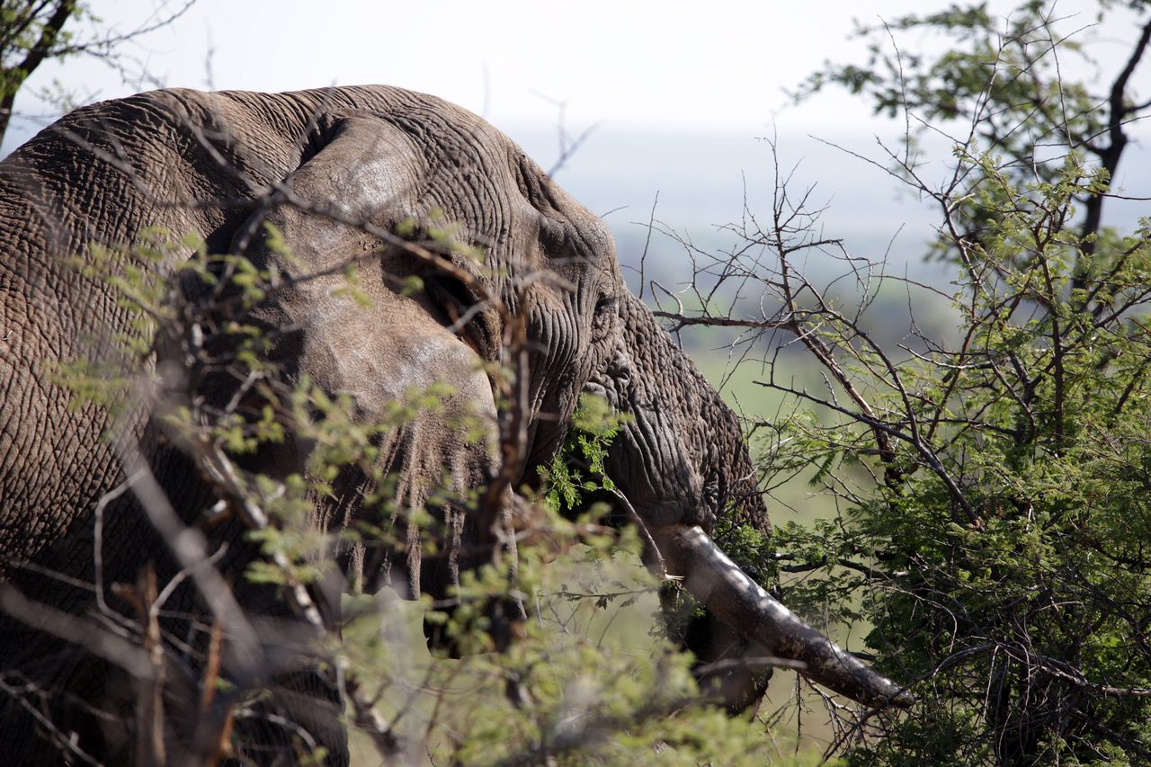 Tarangire National Park