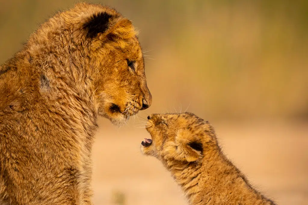 4-Day Tanzania Mid-Range Safari: Tarangire & Lake Manyara Tour