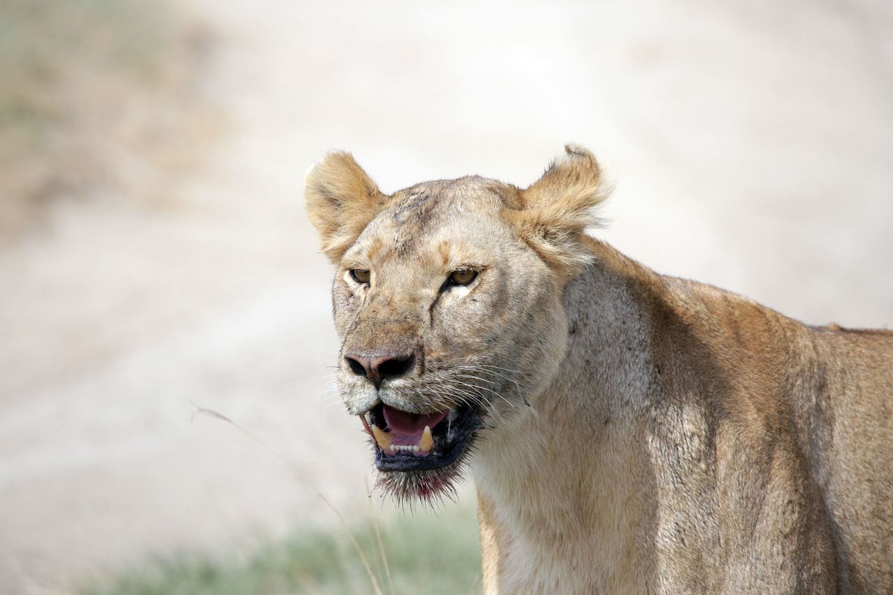 7-Day Great Serengeti Migration Safari