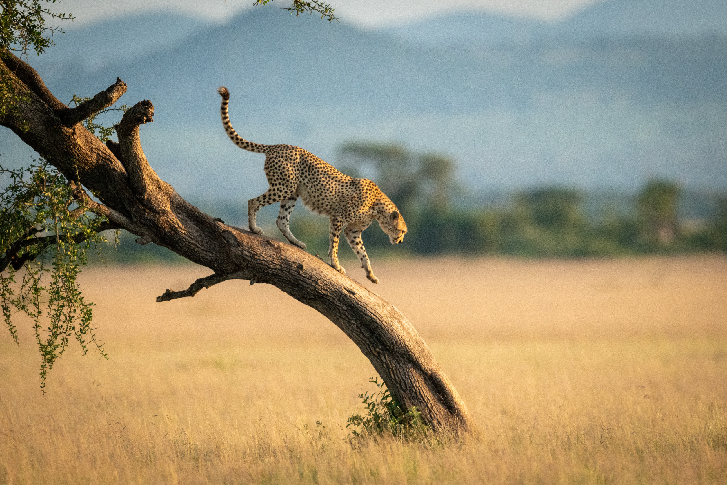 5-Day Serengeti & Ngorongoro Safari | Tanzania Safari Package