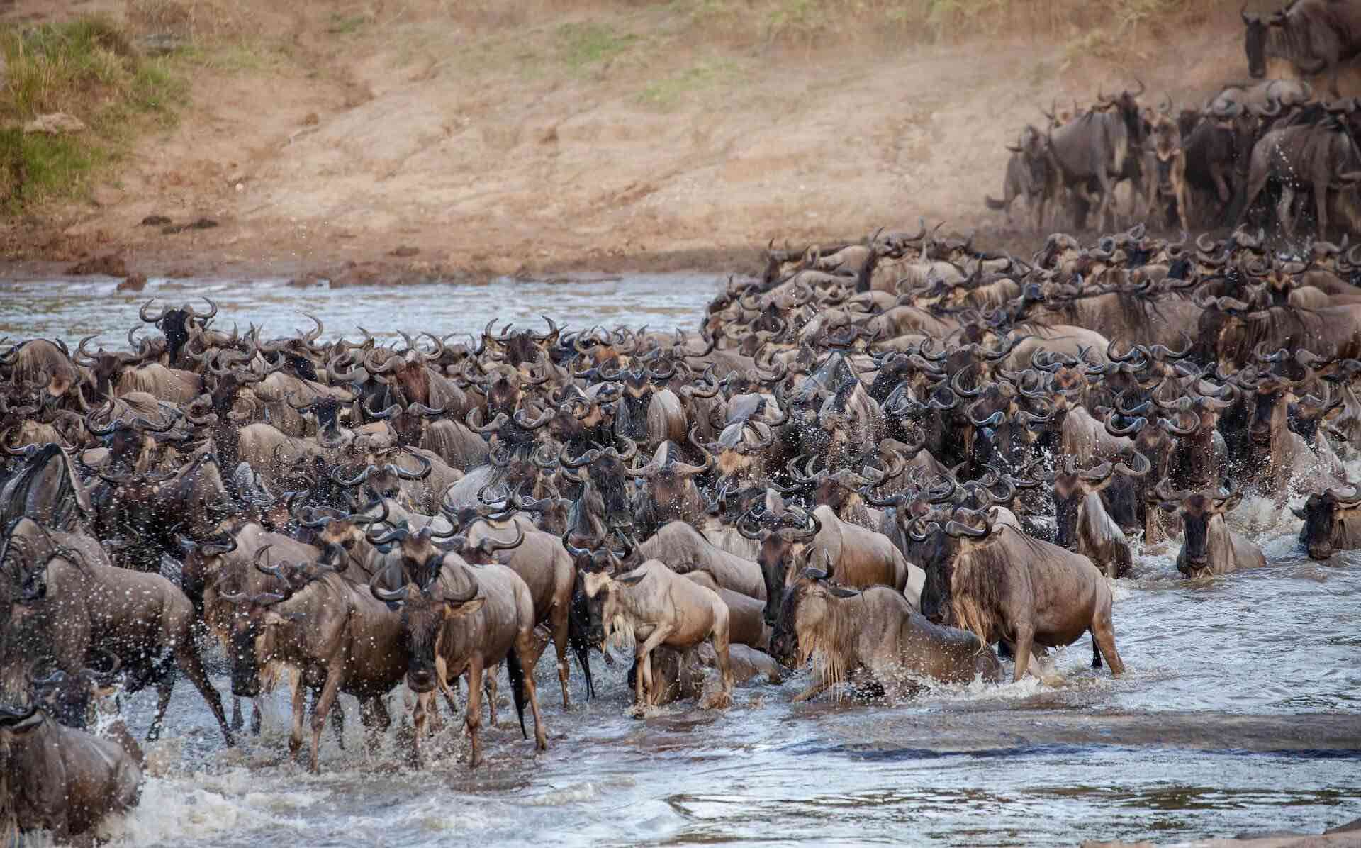 8-Day Serengeti Wildebeest Migration River Crossing Safari