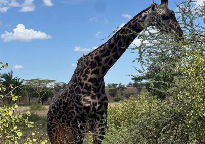 girrafe in the wilds of tarangire national park